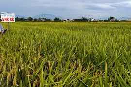 Quảng Nam: 3 giống lúa của Vinaseed đẻ khỏe, tốt bời bời, nông dân "mê tít"