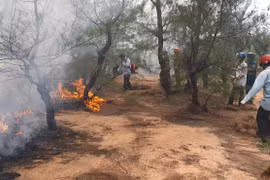 Phú Yên: Cháy rừng dương gần sân bay Tuy Hòa, hàng trăm người tham gia dập lửa