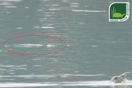 Phát hiện hai cá thể rùa Hoàn Kiếm quý hiếm nhất thế giới ở Việt Nam cùng nổi lên