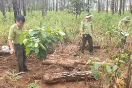 Lâm Đồng: Phát hiện hàng trăm khúc gỗ thông bị chôn để chiếm đất