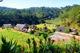 Có một "biển rừng" xứ ngàn hoa