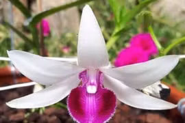 Coi chừng "sập bẫy" lan đột biến