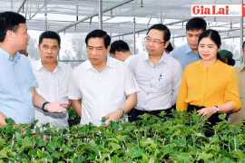 Đoàn giám sát Hội đồng Dân tộc của Quốc hội làm việc với tỉnh Gia Lai