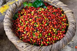 Giá cà phê hôm nay ngày 11/8: Chững lại chờ biến động mới