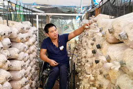 Chư Sê khuyến khích trồng nấm công nghệ cao