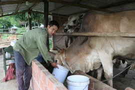 Thanh niên An Khê nuôi chí làm giàu