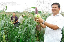 Trồng thứ bắp tên sang chảnh, ăn sống ngay tại ruộng, 1 nông dân Đồng Nai trúng lớn