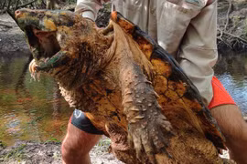 Bắt được rùa cá sấu nặng hàng chục kg tại Mỹ
