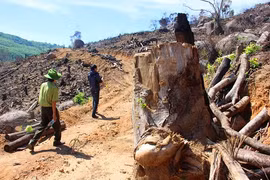 Bình Định: Đáng ngại, kiểm lâm liên tục bị đánh đập vô cớ chỉ vì lý do này