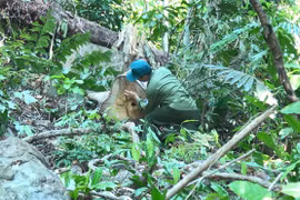 Phú Yên: Khởi tố, bắt tạm giam 2 bị can trong vụ phá rừng giáp ranh