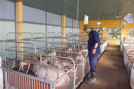 Ngành chăn nuôi: Hướng tới quy mô tập trung theo chuỗi liên kết khép kín