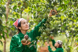 Đức Cơ:Tái cơ cấu ngành nông nghiệp gắn với phát triển thương mại, dịch vụ