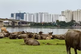 Chăn nuôi trong khu vực cấm, nông hộ sẽ đối diện với mức phạt nào?