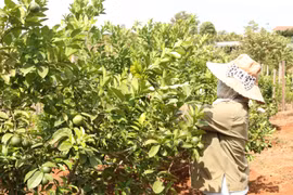 Đức Cơ tích cực chuyển đổi cây trồng