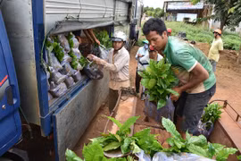 Ia Grai hỗ trợ 540 triệu đồng để tái canh cà phê