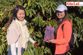 Khám phá quy trình sản xuất cà phê bền vững, chất lượng cao