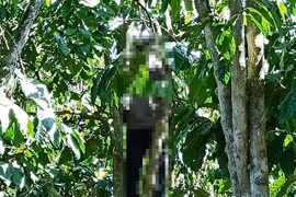 Lâm Đồng: Người hái cà phê thuê treo cổ tự tử trong vườn cà phê