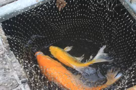 Nuôi "quốc ngư" Nhật Bản ở sông Trà Khúc, lớn nhanh hơn cá trắm