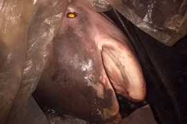 Những điều ít biết về con cá "khủng" nặng 230kg vừa bắt được ở An Giang