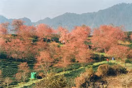 Hoa mai anh đào khoe sắc "lạ" dưới bàn tay nhiếp ảnh gia chụp máy phim