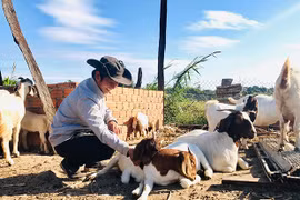 Gia Lai: Ông chủ trẻ ra nhờ nuôi loài kêu be be, thu nhập khỏe re