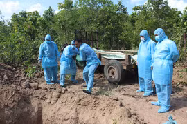 Gia Lai: Trên 17 tỷ đồng hỗ trợ người chăn nuôi bị thiệt hại do dịch tả heo