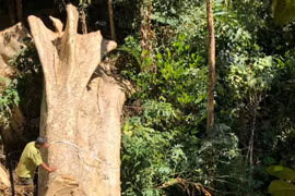 Làm rõ 7 đối tượng phá rừng, tập kết gỗ lậu sát nách trạm kiểm lâm