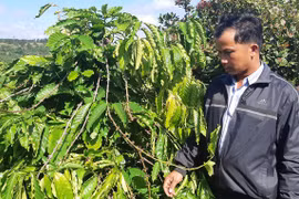 Gần 600 cây cà phê của người dân bị trộm sạch