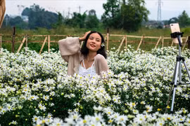 Đổ xô đi "check in" vườn cúc họa mi ở Đà Nẵng