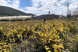 Hoa Đà Lạt tìm đường xuất khẩu