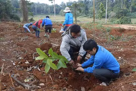 Kbang trồng cây "Đời đời nhớ ơn Bác Hồ"