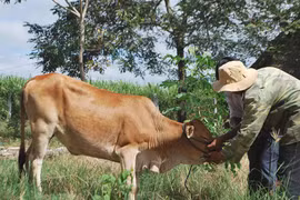 Không có việc cấp bò không đứng được cho dân nghèo