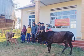 Công ty ô tô Trường Hải tặng bò hộ nghèo