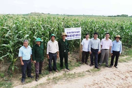 Phú Thiện: Triển vọng từ cây bắp ngọt