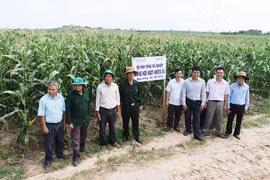 Phú Thiện: Triển vọng từ cây bắp ngọt