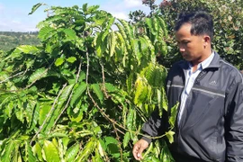 Gần 600 cây cà phê của người dân bị trộm sạch