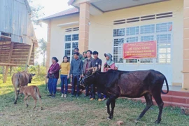 Công ty ô tô Trường Hải tặng bò hộ nghèo