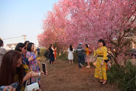 Du khách ngất ngây với mai anh đào đang nở rộ ở Đà Lạt