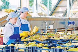 Gia Lai bứt phá mạnh mẽ, thực hiện thắng lợi nhiệm vụ năm 2020