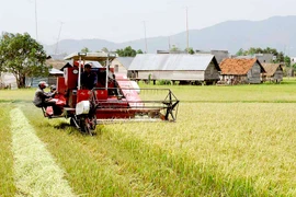 Xây dựng thương hiệu "Gạo Phú Thiện": Giải pháp nâng cao thu nhập cho nông dân