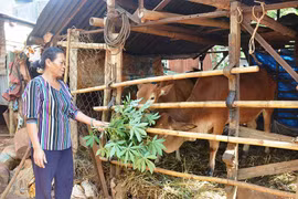 Chư Prông hướng tới mục tiêu giảm nghèo bền vững