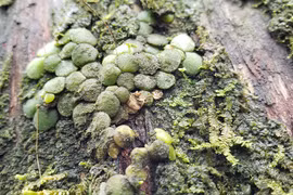 Phóng sự đường rừng: Đi tìm rừng thiêng - Kỳ cuối: Giải mã 'linh mộc'