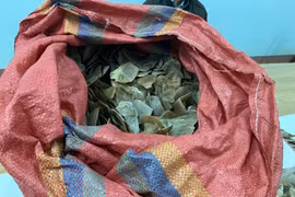 Phát hiện hơn 20kg vảy tê tê cất giấu trong thùng xốp