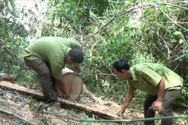 Vụ phá rừng đặc dụng tại Đắk Lắk: Cần làm rõ những điểm bất thường