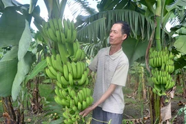 Nông dân Ia Pa liên kết trồng chuối tiêu hồng
