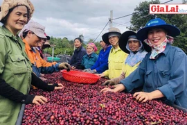 Gia Lai: Háo hức đón chờ "Ngày cà phê Việt Nam" năm 2019