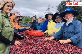 Gia Lai: Háo hức đón chờ "Ngày cà phê Việt Nam" năm 2019