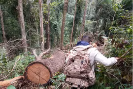 Phát hiện vụ phá rừng quy mô lớn ở Kon Tum