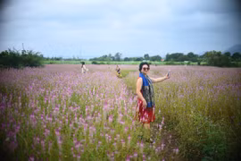 Cánh đồng hoa dền cát 'trời cho' đẹp lạ lùng ở Phú Yên