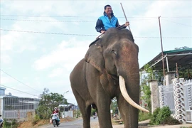 Xúc động nghi lễ an táng voi của người Tây Nguyên